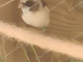 5 month old- female- pied bengalese finch