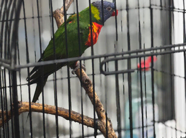 Rainbow Lorikeet
