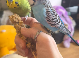 2 Bonded male Budgies and cage