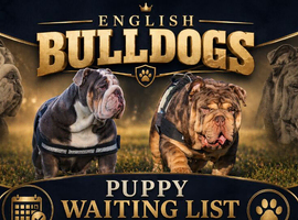 English bulldog puppy waiting list