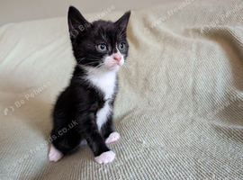 7 Beautiful Tabby Kittens Looking for Loving Forever Homes
