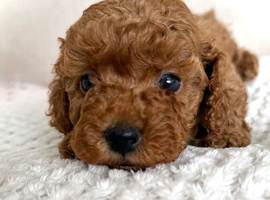 RED TOY COCKAPOO&rsquo;S