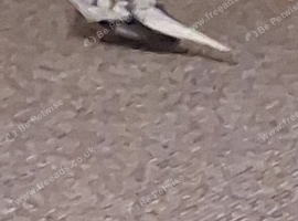 Male bird