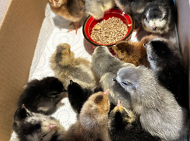 Chicks, growers,layers,hatching eggs,pekins,orpingtons, blue cream crested
