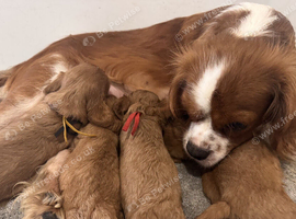 Lovely Cavalier Puppies Seeking Their Perfect Homes