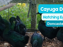 Cayuga duck hatching eggs