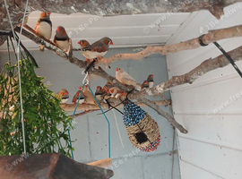 Zebra finches for sale.mixed colours