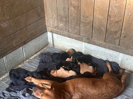 Labrador Pups boys and girls ready July