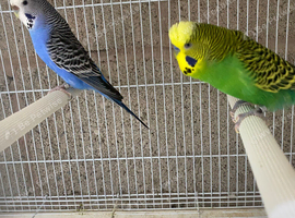Budgie pairs