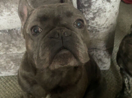 French bulldog stud