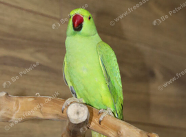 Baby Green Ring necks,12