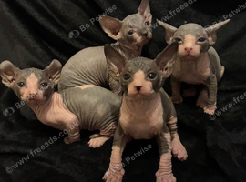 Blue and cream Canadian sphynx