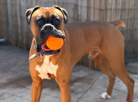Beautiful boy looking for a new home.