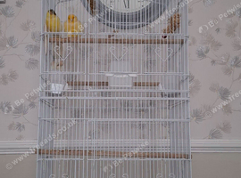 Large cage on wheels with 2 canaries