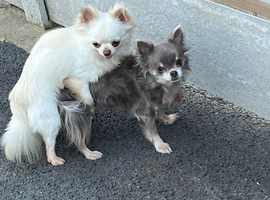 KC DNA tested chihuahua stud