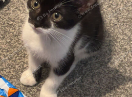 1 year old male (Sully)