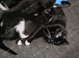 27 week old kittens