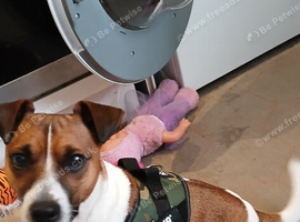 Jack Russell male