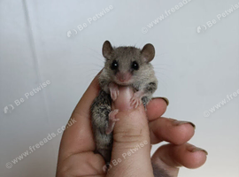 Male African Pygmy Dormouse