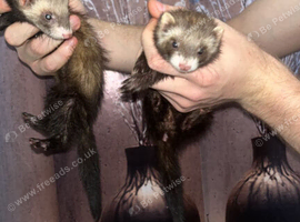 4 baby ferrets for sale