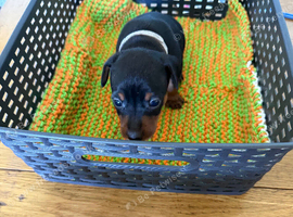 Mini pincher puppies