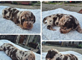 PRA CLEAR MINIATURE DACHSHUND BOY