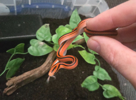 CB25 Female Bamboo Rat Snake (Coxi)