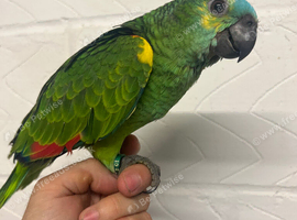 Super l tame baby hand reared Blue Fronted Amazon