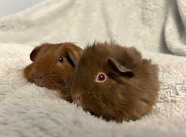 Baby boy guinea pigs