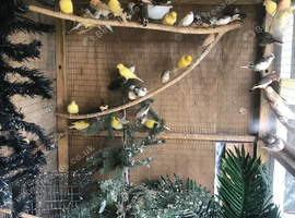 A lot of finches and canaries