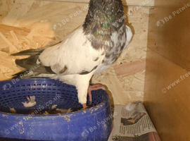 I have some great Highflyer for sale