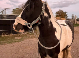13hh allrounder "Crumpet"
