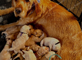 Labrador retriever puppies