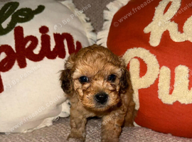 Maltipoo puppies