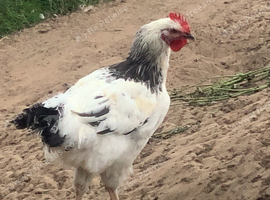 Light Sussex pure breed Cockerel