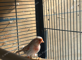 I have 2 reds agate topaz cock birds