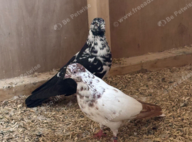 Pigeons for sale