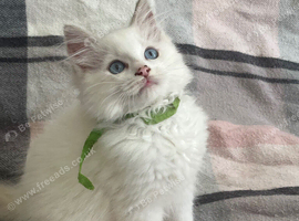 Gorgeous ragdoll kittens