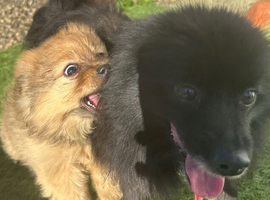 Two beautiful girl puppies