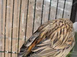 Canary