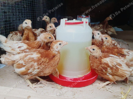 Hens / chickens for sale