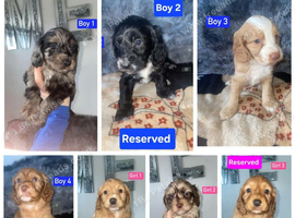 x3 Boys Available - Cockapoo Puppies