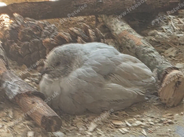 2 male silver painted quail
