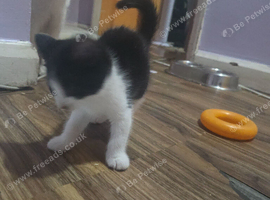 Kittens looking for they forever home