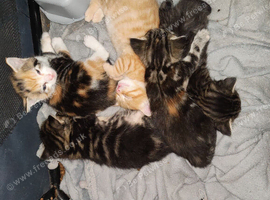 5 Kittens for sale male and female