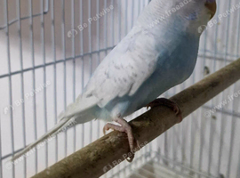 2 beautiful budgies
