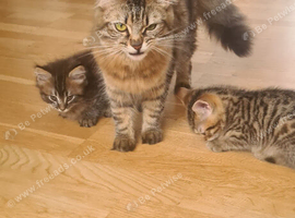 1 beautiful tabby girl