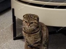 Scottish-Fold/Mixed breed Kittens!
