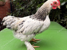 Rockin Cockerel Looking for new pastures