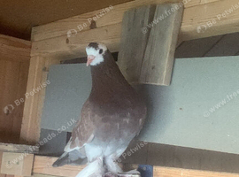 Tumbler cocks for sale